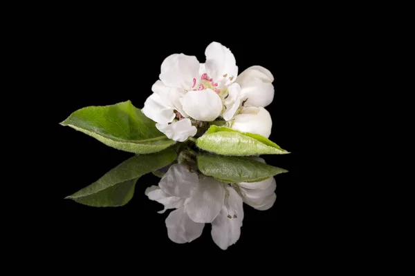 Fiore Melo Isolato Sfondo Nero Vicino Fiori Bianchi Delicati Primavera — Foto Stock