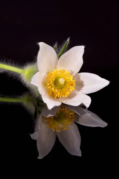 Flower White Pulsatilla Vulgaris Alba Pasqueflower Isolated Black Background Close — Stock Photo, Image