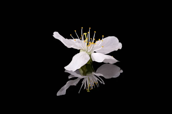 Fiore Melo Isolato Sfondo Nero Vicino Bianco Delicato Fiore Primaverile — Foto Stock