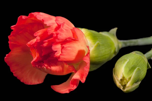 Bloem Van Rode Anjer Dianthus Caryophyllus Geïsoleerd Zwarte Achtergrond — Stockfoto