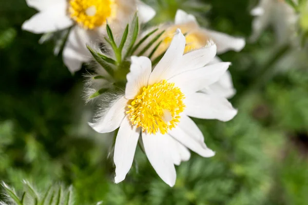 White Spring Easter Flowers Pulsatilla Patens Garden Close — Stock Photo, Image