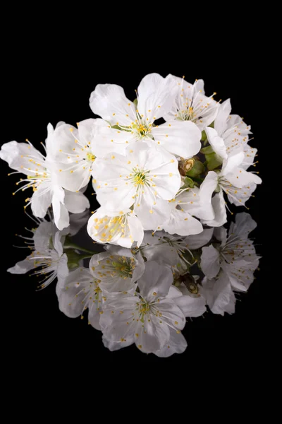 Fiore Melo Isolato Sfondo Nero Vicino Fiori Bianchi Delicati Primavera — Foto Stock