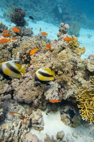 Красочные Коралловые Рифы Дне Тропического Моря Твердые Кораллы Знаменосцы Подводный — стоковое фото