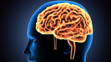 İnsan kaburga kası anatomisi. 3B Hazırlama