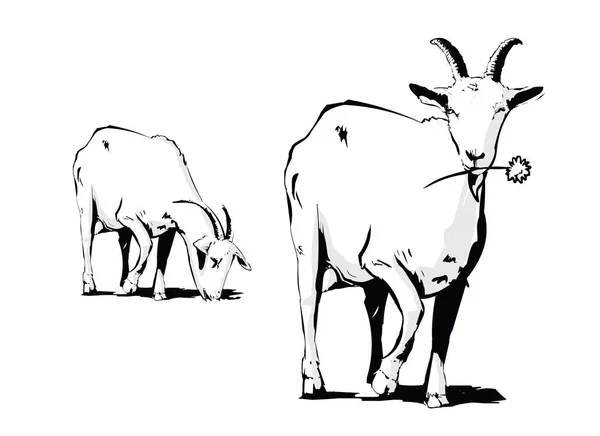 Cabras comiendo hierba y flores afuera - Ilustración vectorial — Archivo Imágenes Vectoriales