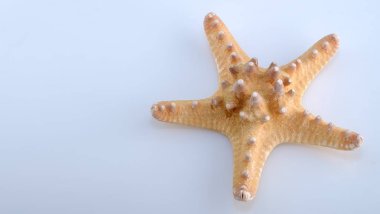 beyaz arkaplanda izole edilmiş denizyıldızı