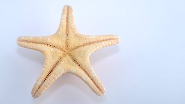 beyaz arkaplanda izole edilmiş denizyıldızı