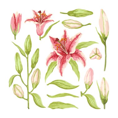 Pembe-Kırmızı Zambak. Büyük dallar, yapraklar, çiçekler ve tomurcuklar. 