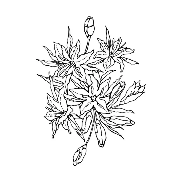Bouquet Oriental Lilium Hand Drawn Black White Collection Festive Decor — Stock Vector