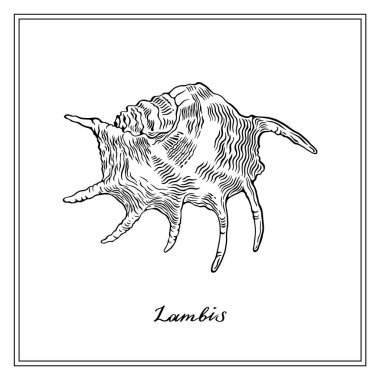 Lambis Seashll. Siyah ve beyaz kare kart. El yapımı tebrik kartı koleksiyonu. Beyaz arkaplanda vektör illüstrasyonu.