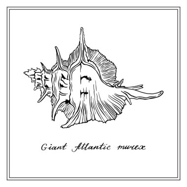 Dev Atlantik Murex 'i. Siyah ve beyaz kare kart. El yapımı tebrik kartı koleksiyonu. Beyaz arkaplanda vektör illüstrasyonu.