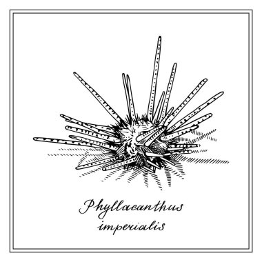 Phyllacanthus emperialis veya Sputnik afacanı. Deniz kabuğu. Siyah ve beyaz kare kart. El yapımı tebrik kartı koleksiyonu. Beyaz arkaplanda vektör illüstrasyonu.