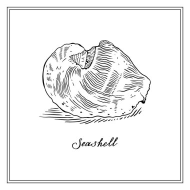 Büyük Deniz kabuğu. Siyah ve beyaz kare kart. Deniz kabukları el yapımı tebrik kartı koleksiyonu. Beyaz arkaplanda vektör illüstrasyonu.