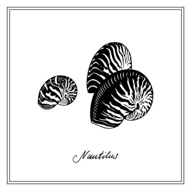 Üç Nautilus Kaplan Kabuğu. Siyah ve beyaz kare kart. El yapımı tebrik kartı koleksiyonu. Beyaz arkaplanda vektör illüstrasyonu.