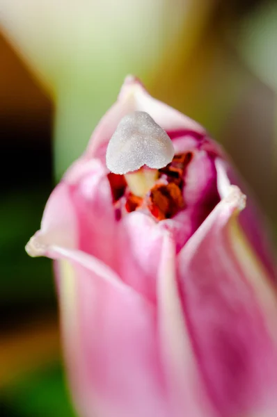Lily bulbe pétale fermé sur le point de printemps macro ouverte — Photo