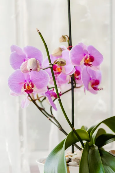 Фаленопсис розовый орхидея декоративное растение у окна — стоковое фото