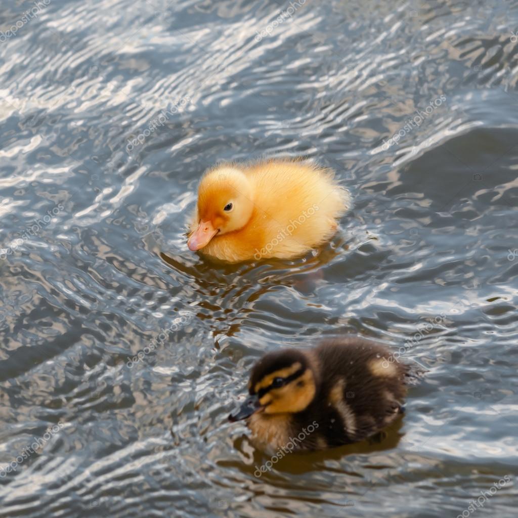 Enten Entchen - Rezepte Suchen