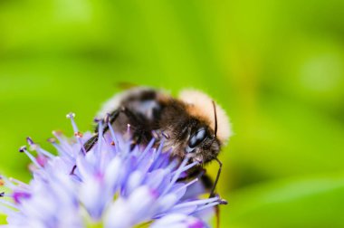 Çiçekler ziyaret ve polen toplama bumblebee tozlaşma kadar kapatın 