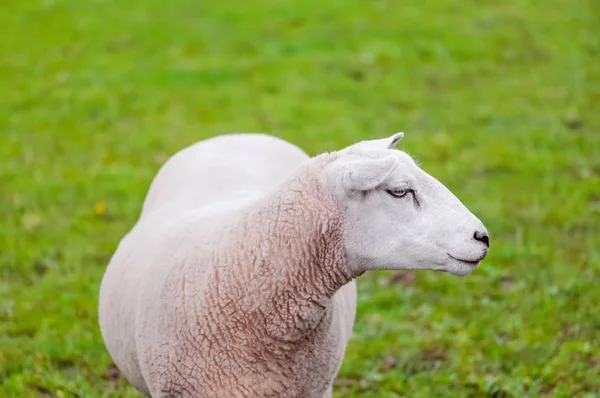 Får lamm i gräset organiska pastures — Stockfoto