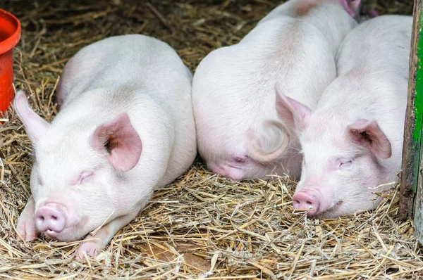 Three pigs swine sleeping resting on the straw in a farm stall — Stock Photo, Image