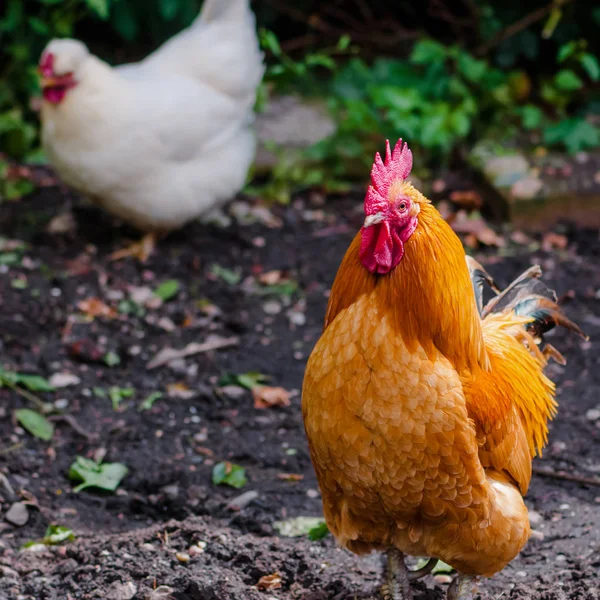 Vrije uitloop biologisch haan en kip pluimvee buitenshuis in natuurlijke landelijke omgeving — Stockfoto