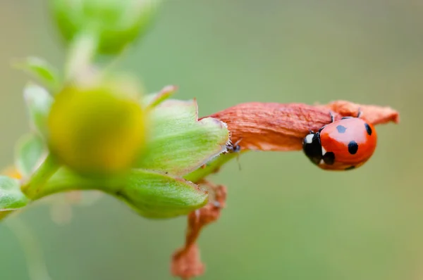 Mariquita mariquita caza un insecto hormiga comer insecto —  Fotos de Stock