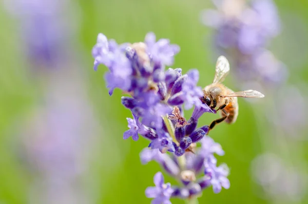 Mézelő méh, látogatás a levendula virágok és a pollen gyűjtése közelről beporzás — Stock Fotó