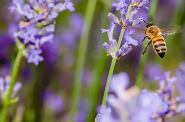 Mézelő méh, látogatás a levendula virágok és a pollen gyűjtése közelről beporzás — Stock Fotó