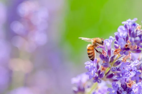 Honingbij bezoeken de lavendel en het verzamelen van stuifmeel close-up bestuiving — Stockfoto