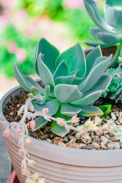 Echeveria saftiga ökenväxt cactus dekorativa närbild — Stockfoto