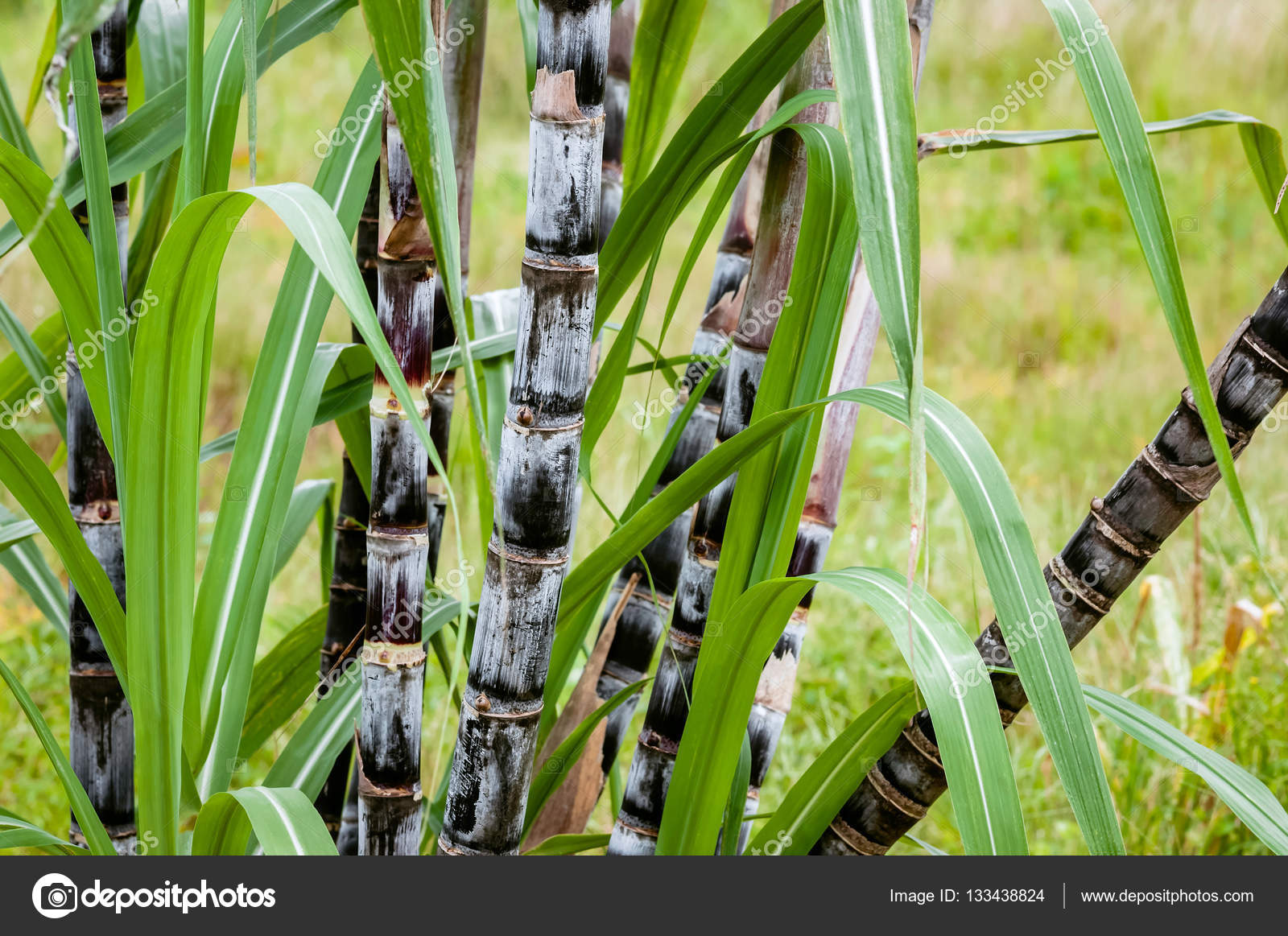 Sugar cane plant closeup tropical climate plantation agricultural crop