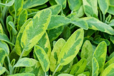 Altın yaprak adaçayı bitki baharat çay bitki icterina officinalis salvia Ballıbabagiller portre