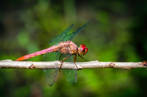 Insecto libélula rojo descansando en la rama de primer plano macro — Foto de Stock