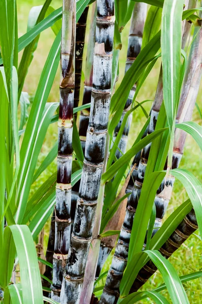 Şeker kamışı bitki closeup tropikal iklim plantasyon tarım organik çiğ büyüme dikey kırpma — Stok fotoğraf