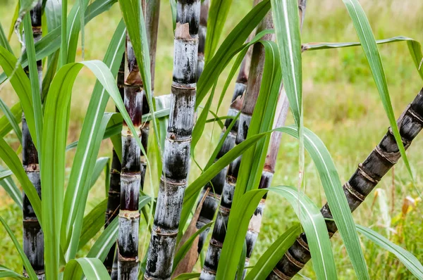 Sugar cane plant closeup tropical climate plantation agricultural crop organic raw growth horizontal — Stock Photo, Image