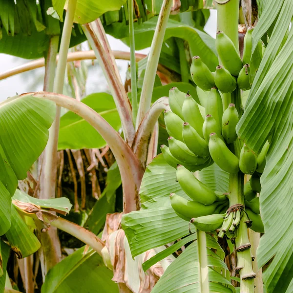 Green organic banana bunch on the tree tropical climate fruit square — Stock Photo, Image