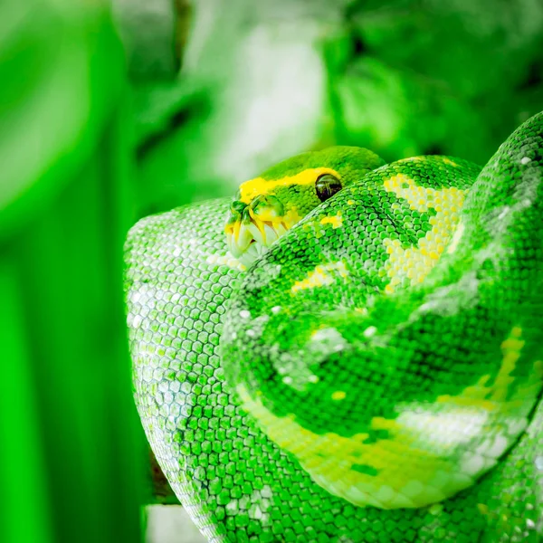 Göz teması kare yapma ararken Yeşil Sarı piton yılan kadar dolanmak sarılmış — Stok fotoğraf