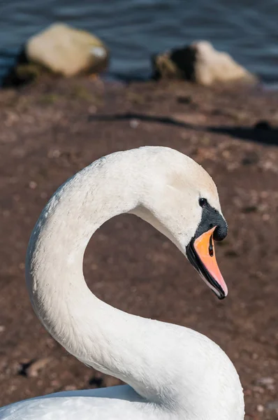 Detalle de primer plano del retrato de cabeza de cisne en la luz de la mañana del parque —  Fotos de Stock