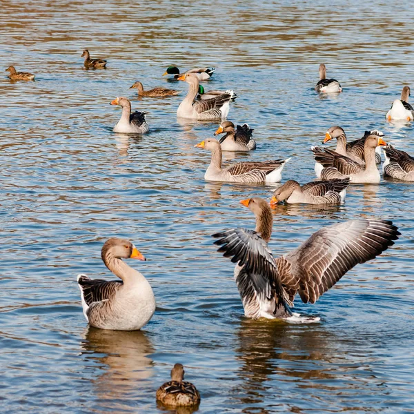 Rebanho de gansos greylag tomando banho no sol frio da manhã no Reino Unido — Fotografia de Stock