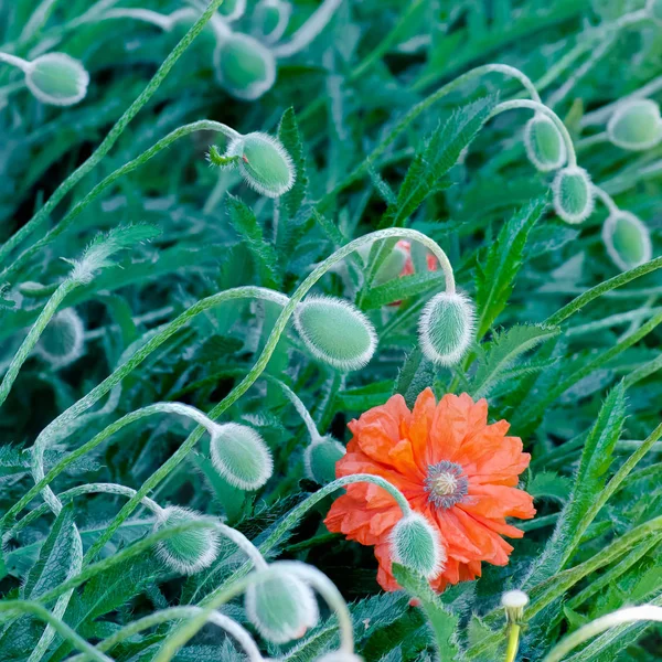 Παπαρούνας μπουμπούκια και λουλούδια στην άνθιση άνοιξη έντονα πολύχρωμα κόκκινο και πορτοκαλί φυσικές φυτικές τετράγωνο — Φωτογραφία Αρχείου