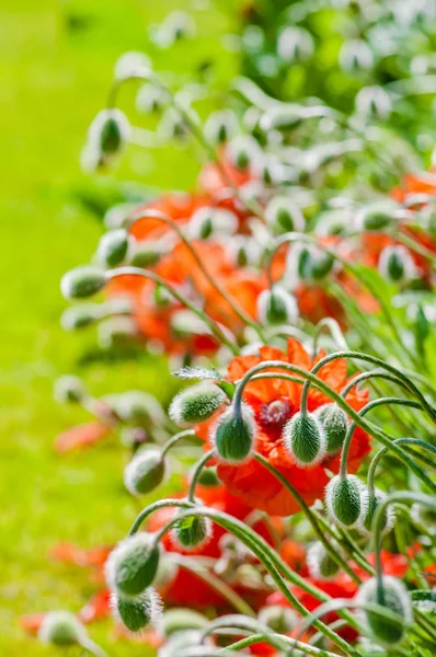 Brotes de amapola y flores en flor primavera vibrante colorido rojo y naranja planta natural —  Fotos de Stock