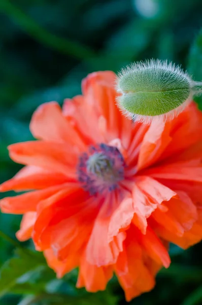 ポピーの芽と花が咲く春活気に満ちたカラフルな赤とオレンジ天然植物 — ストック写真