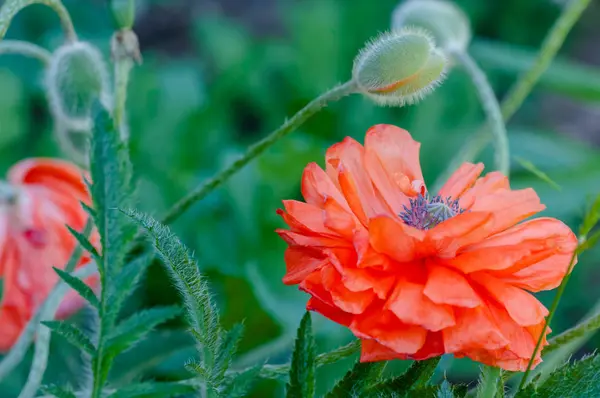 Brotes de amapola y flores en flor primavera vibrante colorido rojo y naranja planta natural —  Fotos de Stock