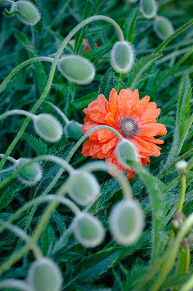 Haşhaş tomurcukları ve bloom bahar canlı renkli kırmızı ve turuncu doğal bitki çiçek — Stok fotoğraf