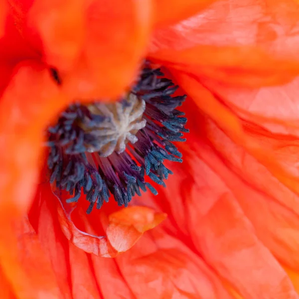 Κόκκινη παπαρούνα στενή μακροεντολή πυροβολισμό λουλούδι papaver rhoeas τετράγωνο — Φωτογραφία Αρχείου