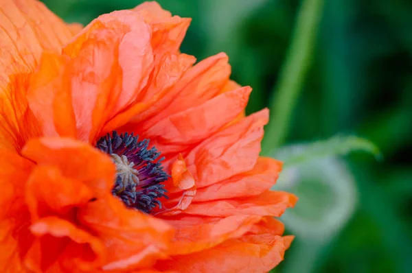 Kırmızı haşhaş kapatmak makro çekim çiçek gelincik (bitki) — Stok fotoğraf