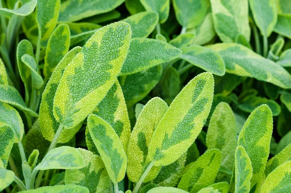 Golden leaf sage herb spice tea plant icterina officinalis salvia lamiaceae closeup — Stock Photo, Image