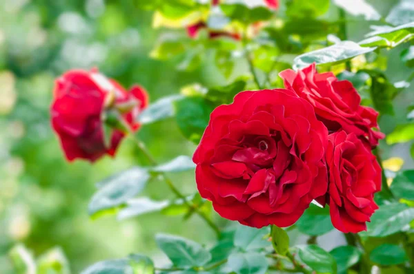 Blood red roses in the garden plant cultivation horticulture bunch of flowers — Stock Photo, Image