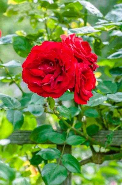 Blood red roses in the garden plant cultivation horticulture bunch of flowers — Stock Photo, Image