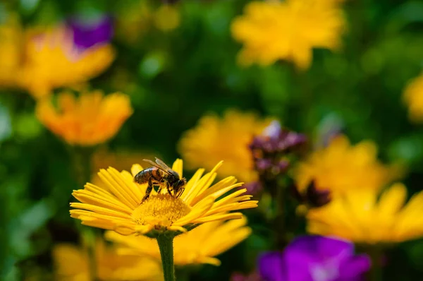 Honigbiene bestäubt orange gelbe Gänseblümchen Wildblumen im Sommer — Stockfoto